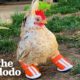 Tiny Chicken Learns To Walk By Wearing Boots | The Dodo