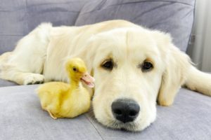 Tiny Duckling and Golden Retriever Puppy Cutest Friends