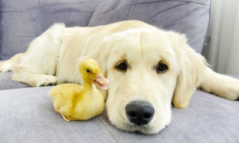 Tiny Duckling and Golden Retriever Puppy Cutest Friends
