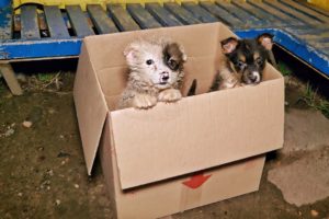 Tiny Innocent Puppies Found in a Box at the Bus Stop