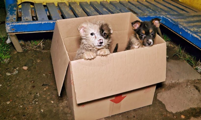 Tiny Innocent Puppies Found in a Box at the Bus Stop