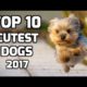 Top 10 Cutest Dogs in the World 2017 - Best Dogs Breeds Ever
