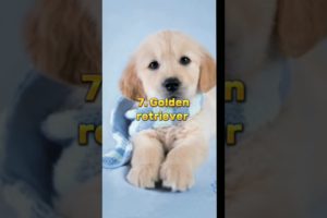 Top 10 most cutest dogs 🐶 in the world 😘😘😘😘😘