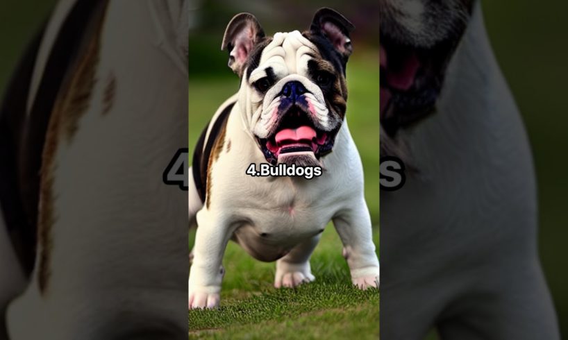 Top 5 cutest puppies in the world