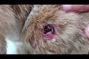 Treatment for Ticks/Fleas/Maggot wounds on Animals | Mangoworams removal