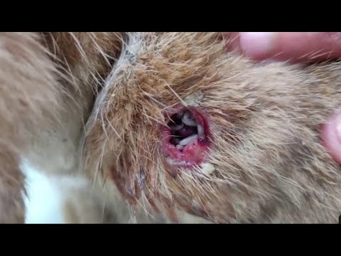 Treatment for Ticks/Fleas/Maggot wounds on Animals | Mangoworams removal