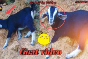 Two baby goats are playing around and eating | animal video 2023