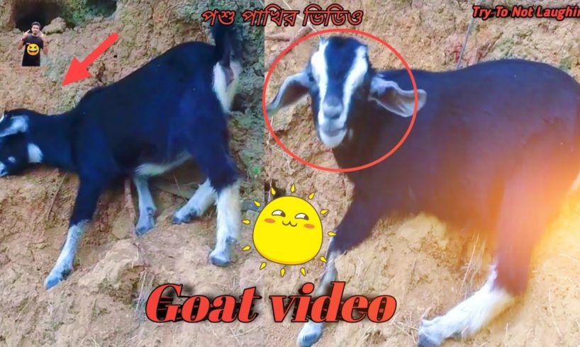 Two baby goats are playing around and eating | animal video 2023
