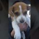 Uber With Puppy Making People Monday Better!