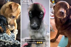 Ultimate Funniest Dogs and Cutest Puppies Compilation ❤️🐶