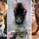 Ultimate Funniest Dogs and Cutest Puppies Compilation ❤️🐶