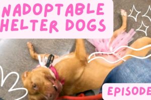 🐶 Unadoptable Shelter Dogs - Talitha - Volume 1 #unadoptable