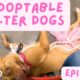🐶 Unadoptable Shelter Dogs - Talitha - Volume 1 #unadoptable