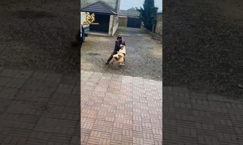Unbelievable 😱 Volkodav Dog Attack The Man #shorts #dog #animals
