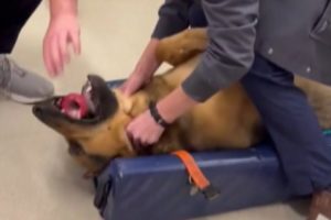 Veterinarian Saves Choking German Shepherd