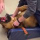 Veterinarian Saves Choking German Shepherd