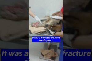 Veterinarian decided to amputate his broken leg due to constant Infection