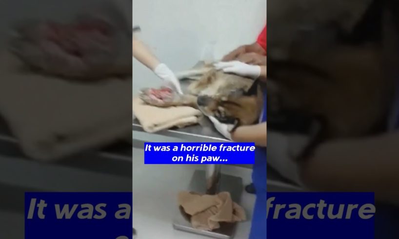 Veterinarian decided to amputate his broken leg due to constant Infection