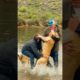 Viral video captured while visiting Arizona - Man saves his dog