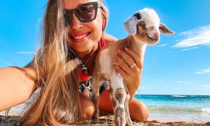 WE RESCUED A BABY GOAT AND MADE HIM OUR PET