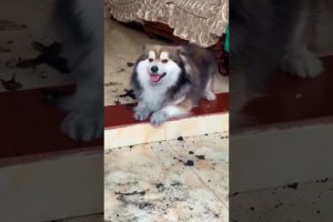 WOULD YOU Be MAD at this DOG 😱 | Wholesome Animals