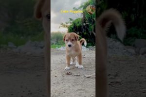 WOW | Cutest Puppies Playing Together ❤️| #shorts #youtubeshorts #puppies #dogs #trendingshorts