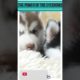 Watch These Cutest Puppies Ever Show Off Their Angry Brows!😄#funny #puppy #shortvideo