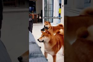 🐶Watch These Dogs Crack You Up🤣 | Animals LOL Moments #funnyanimals #funnydogs #viralshorts