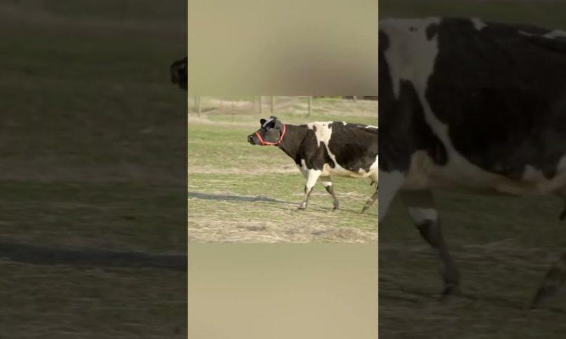 We rescued a cow who wouldn’t stop crying, and we quickly realized why 😞