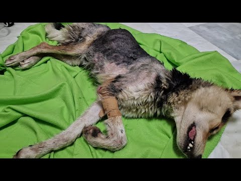 What this stray dog suffered is beyond imagination!!!