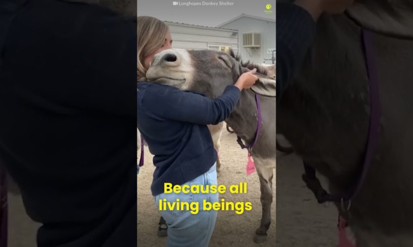 When Animals Love You