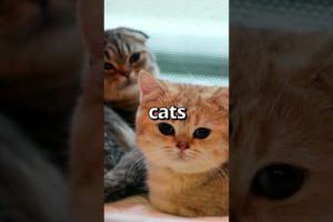 Which CAT do you think is COMFIER 🤣 | Wholesome Animals