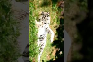 White tiger is playing with her cub # shorts #animals ani#wildlife #nature