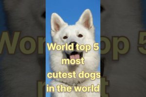 Who is the world most cutest dogs #viral #shorts