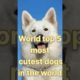 Who is the world most cutest dogs #viral #shorts