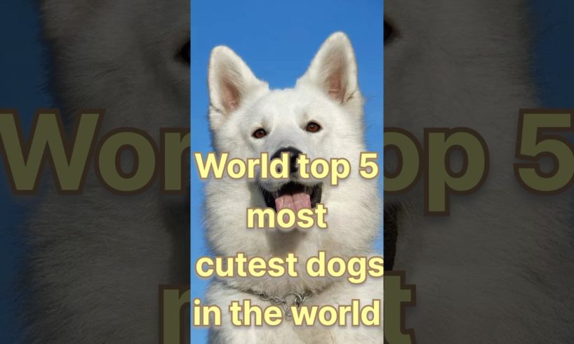 Who is the world most cutest dogs #viral #shorts