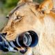Wild Animals VS Wildlife Photographers 2023