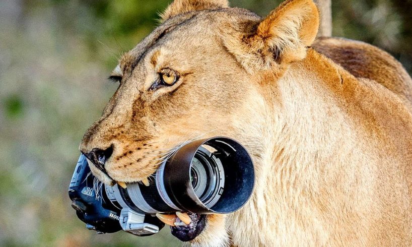 Wild Animals VS Wildlife Photographers 2023