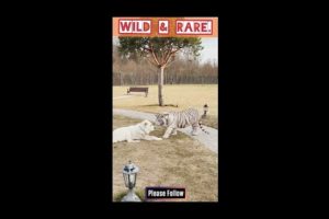 Wild & Rare #trending #viral #shorts @dibessh26