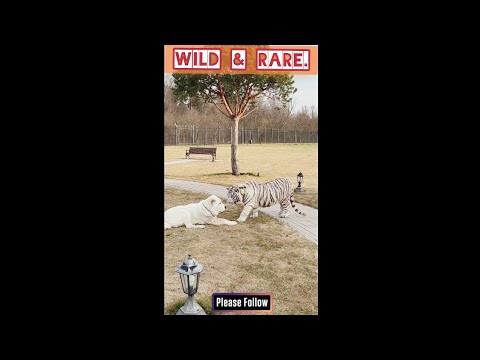 Wild & Rare #trending #viral #shorts @dibessh26