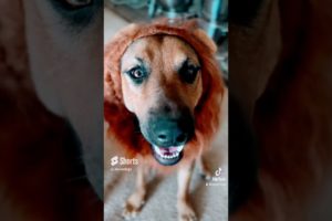 Witness the Cutest Puppy Love You've Ever Seen!