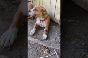 Woman Rescues Dog Left Tied to Fence