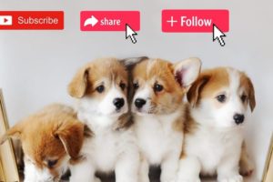 World cutest puppies #dog #puppies #shorts