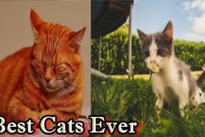 beautiful cat in the world | You Won't Believe These Animals in 2023!