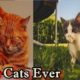 beautiful cat in the world | You Won't Believe These Animals in 2023!