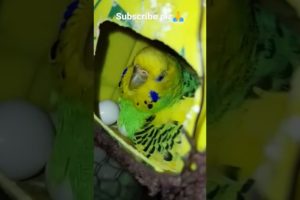 budgies hatched egg 🤗#shorts#birds #animals