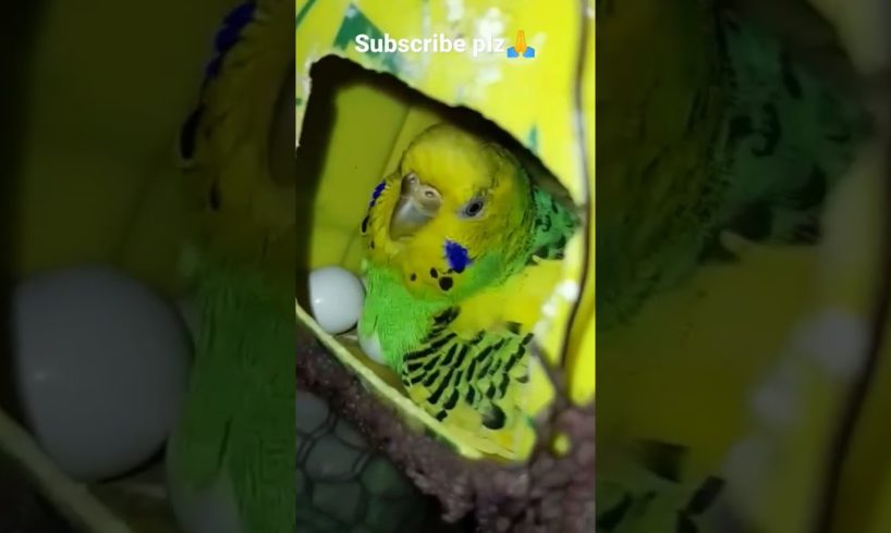 budgies hatched egg 🤗#shorts#birds #animals