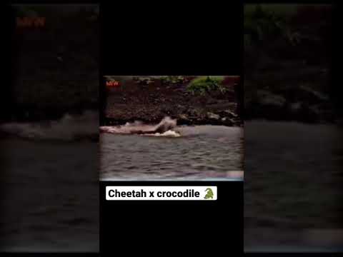 cheetah x crocodile 🐊 #cheetah#crocodile#animal fights