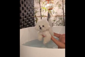 cute baby dog, cutest puppy ❤️#shorts #subscribe #trending #youtubeshorts #ytshorts #viral #doglover