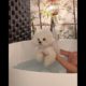 cute baby dog, cutest puppy ❤️#shorts #subscribe #trending #youtubeshorts #ytshorts #viral #doglover